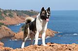 AKITA AMERICAIN 108